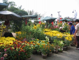 Top 10 Loai cay choi Tet cua nguoi Viet xua va nay