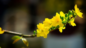 Top 10 Loai hoa dep nhat Viet Nam