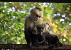 Top 5 dua tre bi an duoc thu hoang nuoi duong tren the gioi