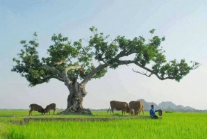 Top 6 Diem vui choi thu hut nhat tai Quang Nam