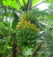 Top 7 Dan y bai van thuyet minh ve cay chuoi chi tiet nhat