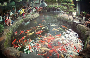 Top 5 Quan ca phe Ca Koi dep nhat Da Nang