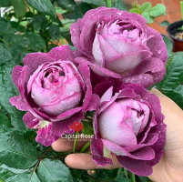 Top 5 Dia chi ban cay canh tieu canh uy tin nhat Thanh Hoa