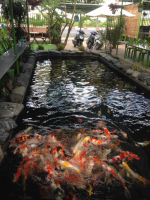 Top 5 Quan ca phe ca koi thu hut khach nhat tai Vung Tau