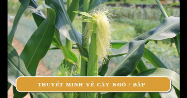 Top 6 Bai van thuyet minh ve cay ngo