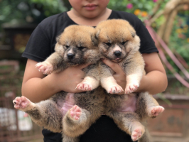 Top 5 dia chi mua cho Akita uy tin nhat hien nay