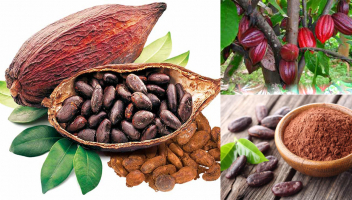 Top 10 Loi ich tuyet voi cua bot cacao doi voi suc khoe