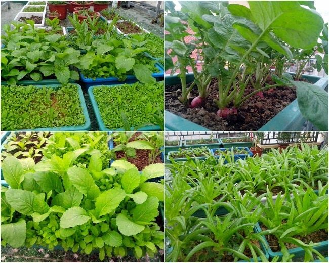 cach van chuyen rau di xa dung cach va tranh dap nat 08 24 20
