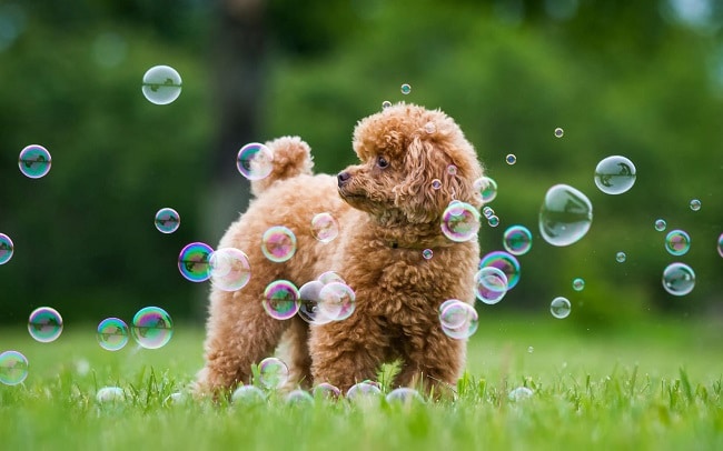 top 5 cua hang ban cho poodle uy tin nhat o ha noi va tp ho chi minh 03 33 35