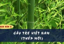 Top 6 Bai soan 8220Cay tre Viet Nam8221 cua Thep Moi lop 6 hay nhat