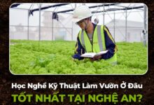 học nghề làm vườn tại Nghệ An